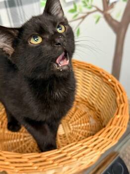 NIXON -  Domestic Short Hair Cat for Adoption in Algona, Iowa - NIXON | PetCurious