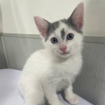 Domestic Short Hair Cats Available for Adoption in Clearwater, Florida - JJ | PetCurious