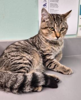 Rescue Domestic Short Hair Cats for Adoption in Athens, Tennessee - Buster | PetCurious