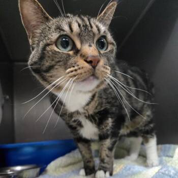 Rescue Domestic Short Hair Cats for Adoption in Idaho Falls, Idaho - Cleo | PetCurious