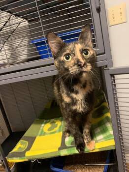 Maple -  Domestic Short Hair Cat Available for Adoption in Douglasville, Georgia - Maple | PetCurious