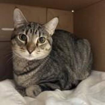 Domestic Short Hair Cats Available for Adoption in Hilliard, Ohio - Chester | PetCurious