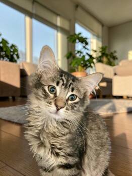Gus -  Domestic Long Hair Cat for Adoption in Champaign, Illinois - Gus | PetCurious