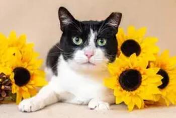 Domestic Short Hair Cats Available for Adoption - Oreo | PetCurious