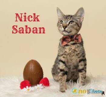 Nick Saban -  Domestic Short Hair Cat for Adoption in Fairhope, Alabama - Nick Saban | PetCurious