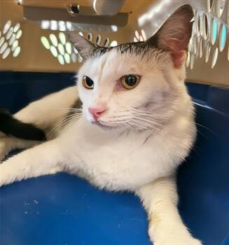 A454366 -  Domestic Short Hair Cat for Adoption in Nashville, Tennessee - A454366 | PetCurious