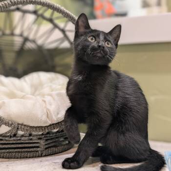 Rescue Domestic Short Hair Cats for Adoption in Lewisville, Texas - Viper | PetCurious