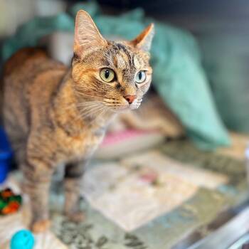LUCY -  Domestic Short Hair and Mixed Breed Cat for Adoption in Kyle, Texas - LUCY | PetCurious