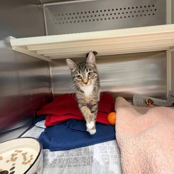 Kate -  Domestic Short Hair Cat for Adoption in Hendersonville, North Carolina - Kate | PetCurious