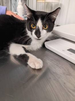Domestic Short Hair Cats Available for Adoption in Pierceton, Indiana - Socks | PetCurious