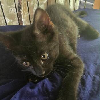 Zuma -  Domestic Short Hair Cat for Adoption in Nashville, Tennessee - Zuma | PetCurious