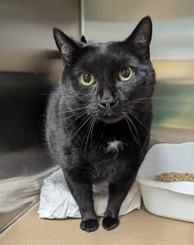 Domestic Medium Hair Cats Available for Adoption in Trenton, New Jersey - Lex Luger | PetCurious