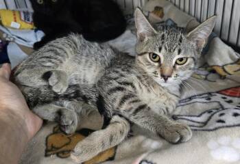 Cora -  Domestic Short Hair Cat for Adoption in Dickson, Tennessee - Cora | PetCurious