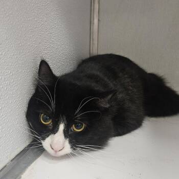 Chugga Chugga -  Domestic Medium Hair and Domestic Short Hair Cat for Adoption in Binghamton, New York - Chugga Chugga | PetCurious