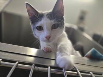 Rescue Domestic Short Hair Cats for Adoption in Joshua, Texas - Oakley | PetCurious