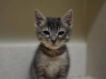 Numbah One -  Domestic Short Hair Cat for Adoption in Portland, Oregon - Numbah One | PetCurious