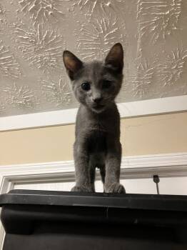 Rescue Domestic Short Hair Cats for Adoption in Greenville, South Carolina - Lawrence LH | PetCurious