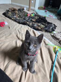 Starry -  Domestic Short Hair Cat for Adoption - Starry | PetCurious
