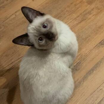Siamese Cats Available for Adoption - Opie | PetCurious
