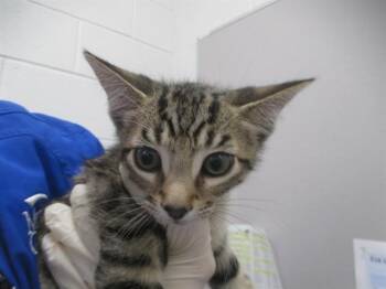 PRETZAL -  Domestic Short Hair Cat for Adoption in Ocala, Florida - PRETZAL | PetCurious