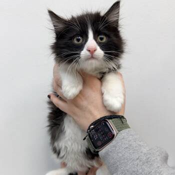 Mason -  Tuxedo Cat for Adoption in Las Vegas, Nevada - Mason | PetCurious