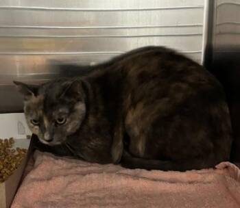61145963 -  Domestic Medium Hair Cat for Adoption in El Paso, Texas - 61145963 | PetCurious