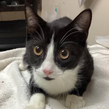 Eugene -  Domestic Short Hair Cat for Adoption in Lakeland, Florida - Eugene | PetCurious