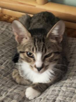 Cheetah -  Domestic Short Hair Cat for Adoption in Villa Park, California - Cheetah | PetCurious