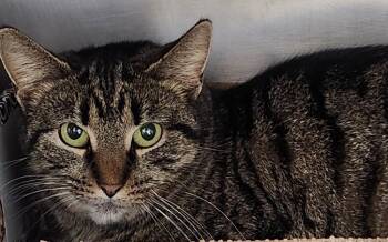 Domestic Short Hair Cats Available for Adoption - Tullamore Dew | PetCurious