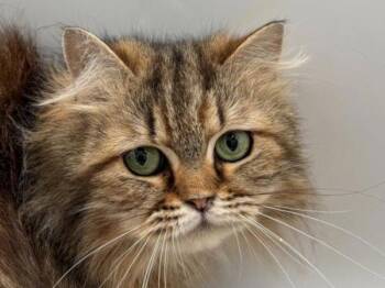 Kiki -  Ragdoll Cat for Adoption in Portland, Oregon - Kiki | PetCurious