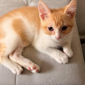 Pete Lazalde -  Domestic Medium Hair and Tabby Cat for Adoption in Morrison, Colorado - Pete Lazalde | PetCurious