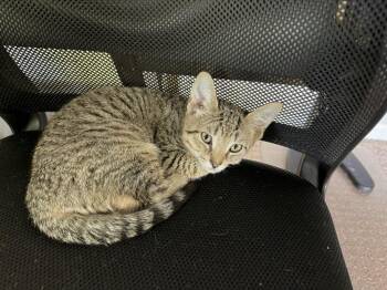 Jas -  Tiger Cat for Adoption in Honeoye, New York - Jas | PetCurious