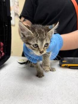 Max -  Domestic Short Hair Cat for Adoption in Westland, Michigan - Max | PetCurious