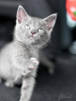 Russian Blue Cats Available for Adoption in Montgomery, Texas - Miracle | PetCurious