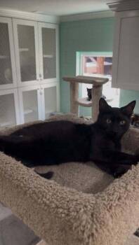 Mojito -  Domestic Short Hair Cat for Adoption in San Leon, Texas - Mojito | PetCurious