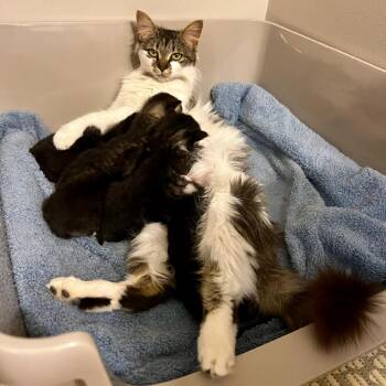 Domestic Medium Hair Cats Available for Adoption in Mooresville, North Carolina - Reba | PetCurious