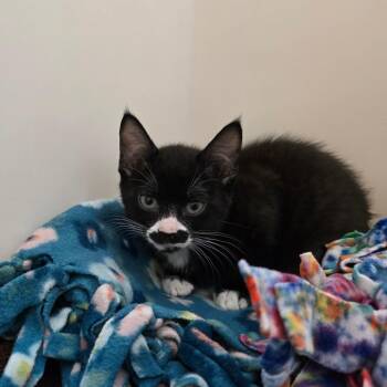 Artisan -  Domestic Short Hair Cat for Adoption - Artisan | PetCurious