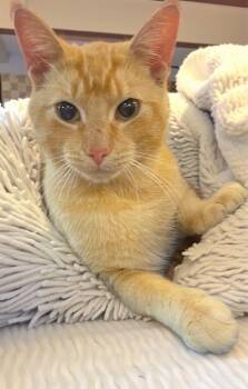 Rescue Domestic Short Hair Cats for Adoption in Webster, New York - Alan | PetCurious