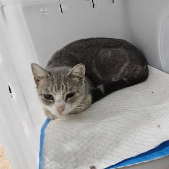 Tisk -  Domestic Short Hair Cat for Adoption in Ridgely, Maryland - Tisk | PetCurious