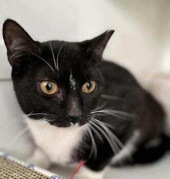 Domestic Short Hair Cats Available for Adoption - Cleo | PetCurious
