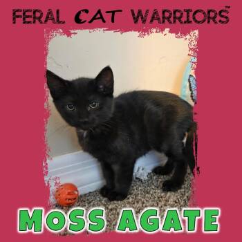 Domestic Short Hair Cats Available for Adoption in Kingman, Arizona - Moss Agate | PetCurious