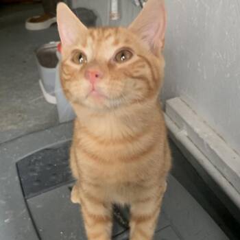 Jack Estep -  Domestic Short Hair Cat for Adoption in Woodstock, Virginia - Jack Estep | PetCurious