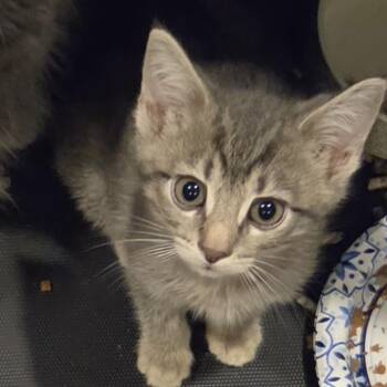 Utah -  Domestic Short Hair Cat for Adoption in Dunellen, New Jersey - Utah | PetCurious