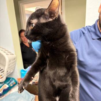 Cici -  Domestic Short Hair Cat for Adoption in Royse City, Texas - Cici | PetCurious