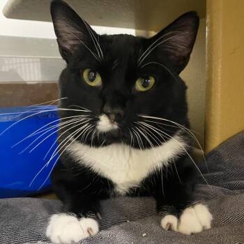 Domestic Short Hair Cats Available for Adoption in Spokane, Washington - Kisses | PetCurious