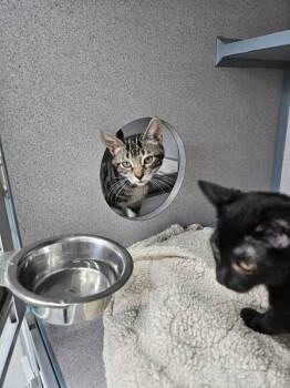 Chips -  Domestic Short Hair Cat for Adoption in Montgomery, New Jersey - Chips | PetCurious