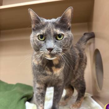 Domestic Short Hair Cats Available for Adoption in Birmingham, Alabama - Connie | PetCurious