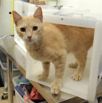 REGINALD -  Domestic Short Hair Cat for Adoption in Albuquerque, New Mexico - REGINALD | PetCurious