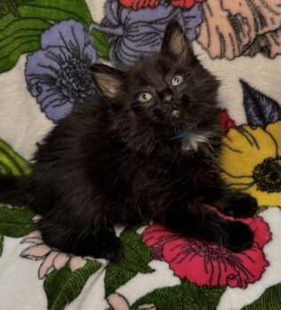 Domestic Medium Hair and Domestic Short Hair Cats Available for Adoption in Missoula, Montana - Celtic | PetCurious