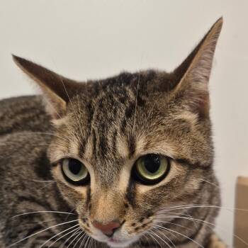 Rescue Domestic Short Hair Cats for Adoption in Tampa, Florida - Bean | PetCurious